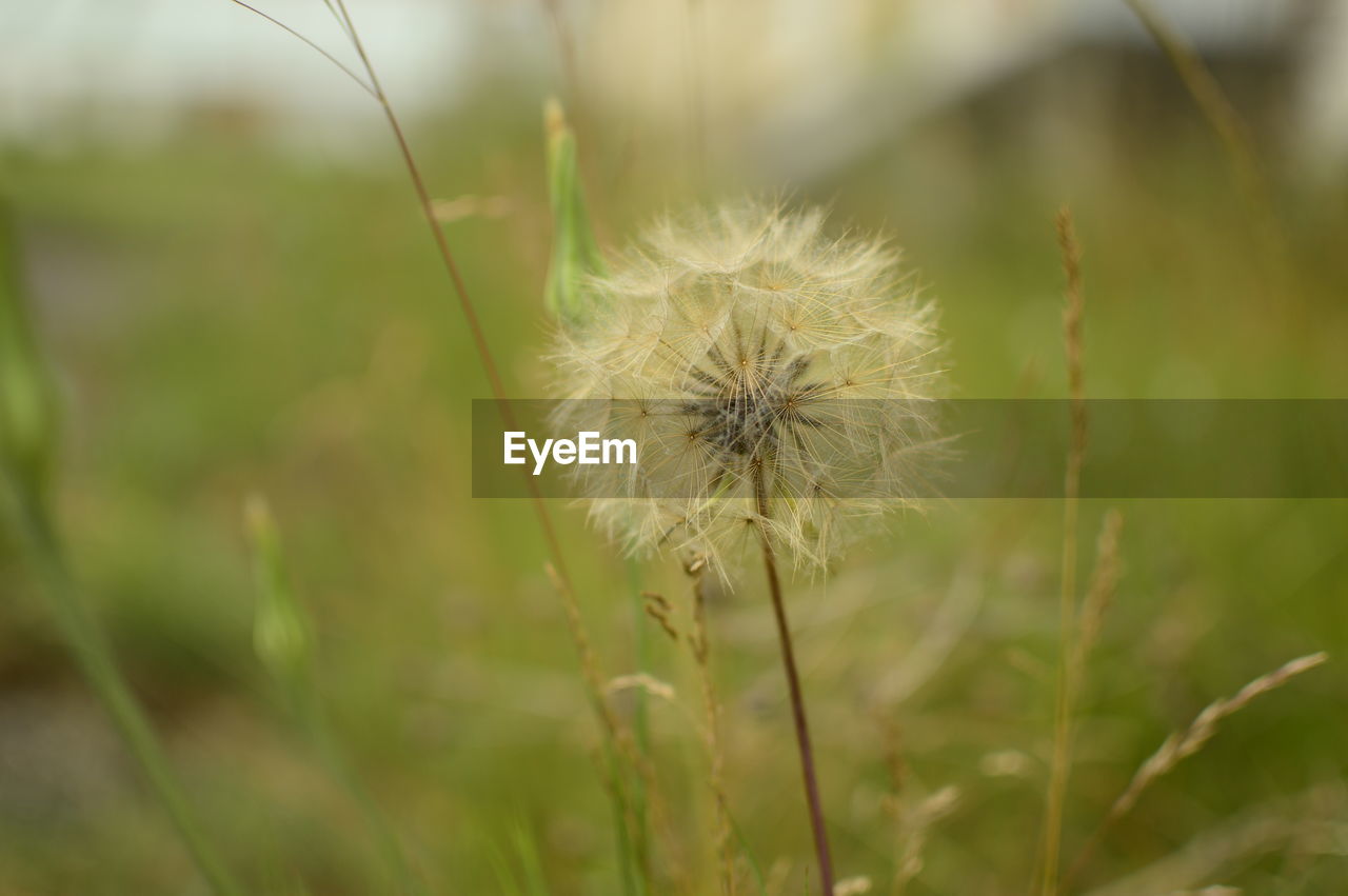 CLOSE-UP OF DANDELION FLOWERS