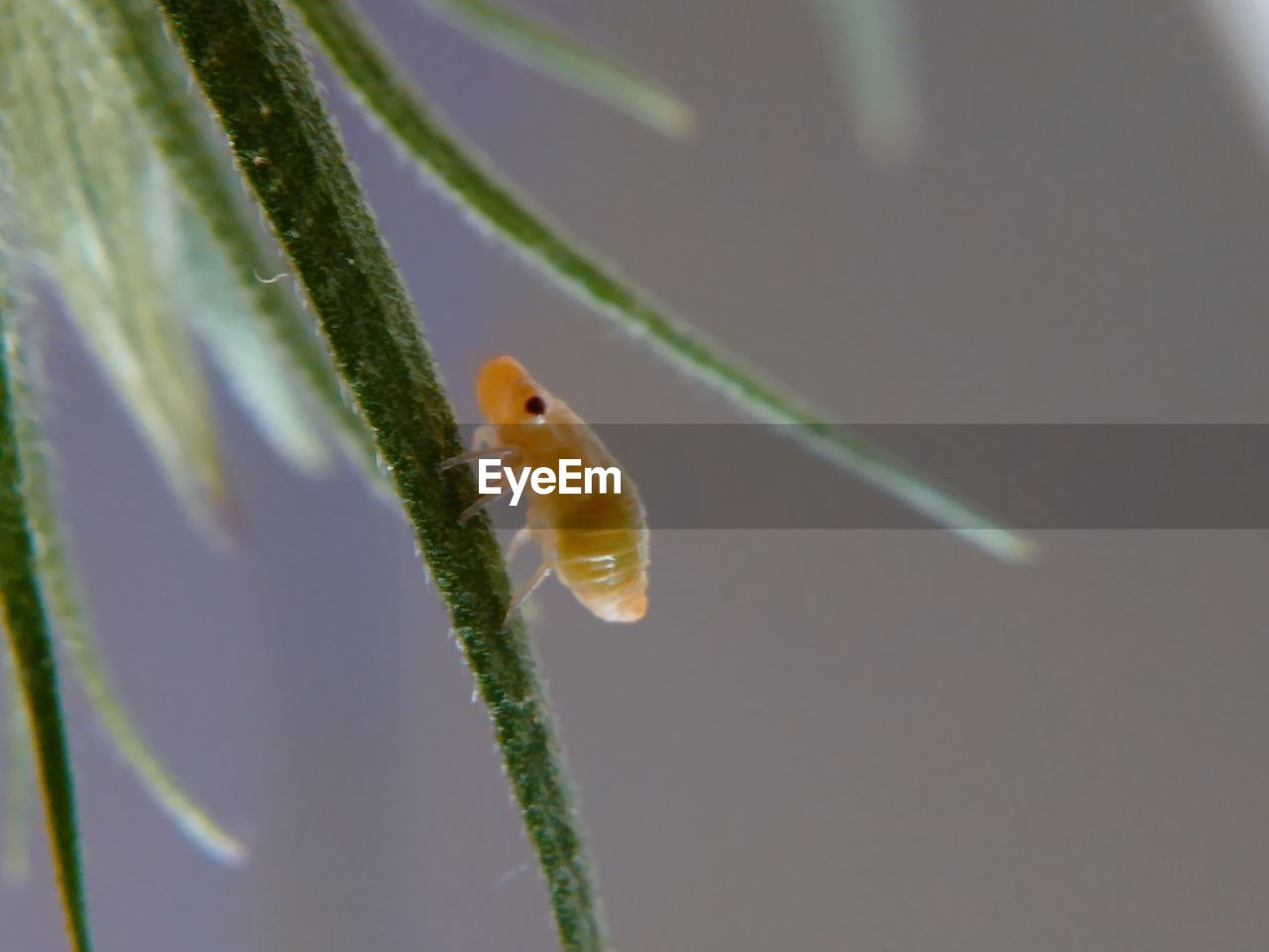 CLOSE-UP OF LADYBUG ON LEAF