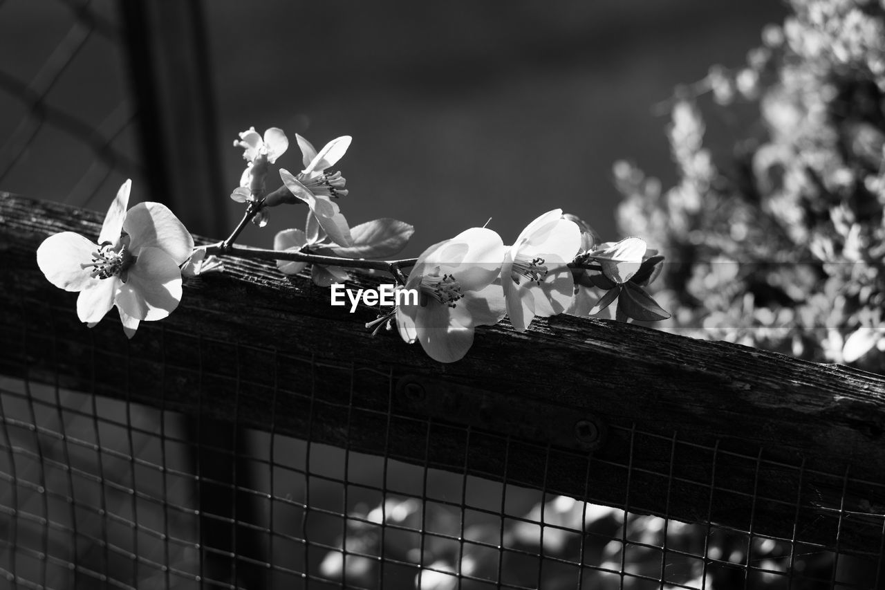 LOW ANGLE VIEW OF FRESH WHITE FLOWERS AGAINST WALL