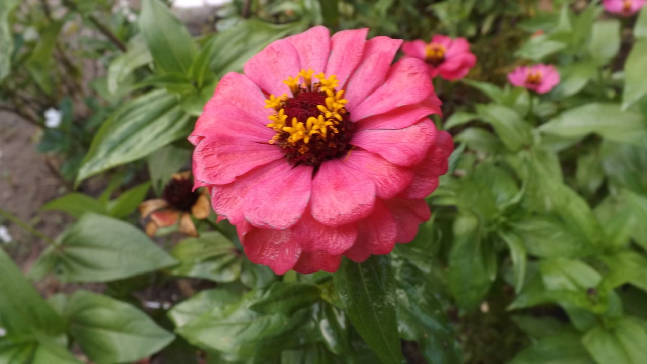 CLOSE-UP OF PASSION BLOOMING OUTDOORS