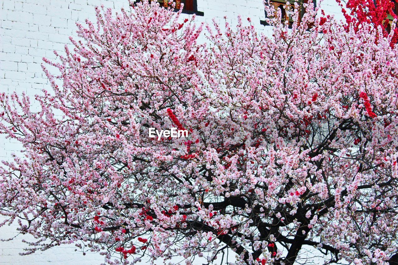 LOW ANGLE VIEW OF PINK FLOWERS ON TREE
