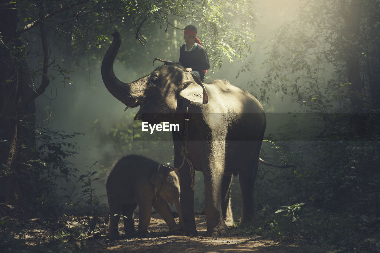 Young man riding on elephant at forest