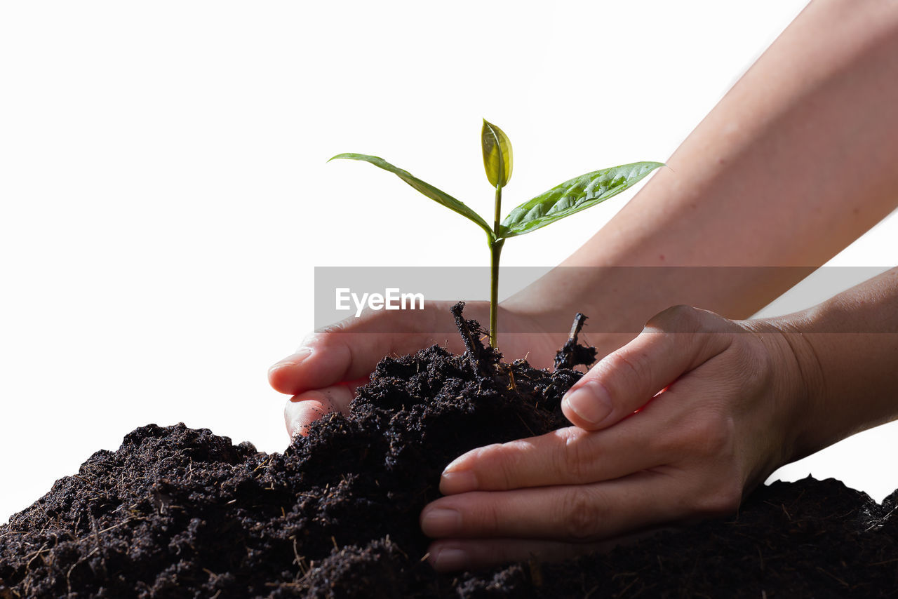 Close-up of hand protecting plant against white background