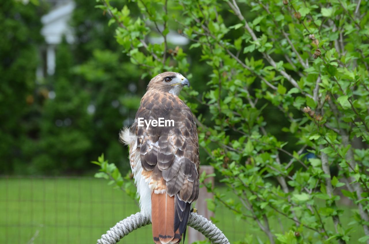 Rehabbed redtail hawk lazarus  