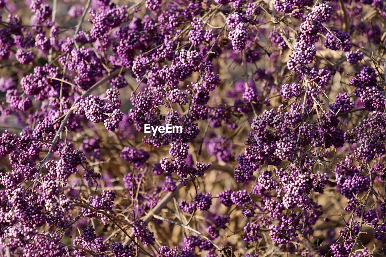 CLOSE-UP OF PURPLE FLOWERS