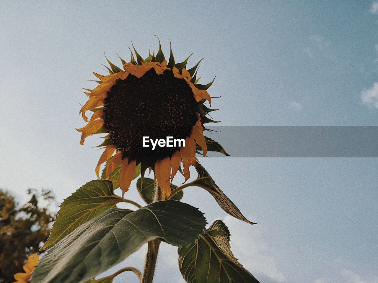 CLOSE-UP OF SUNFLOWER PLANT AGAINST SKY