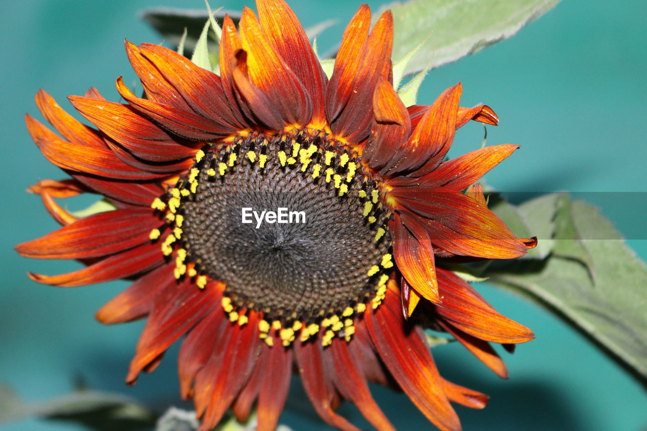 Close-up of orange flower blooming outdoors