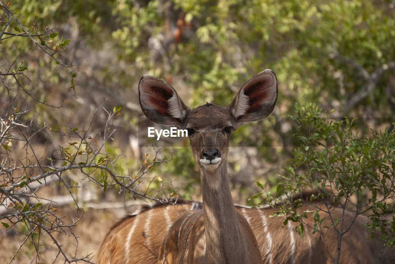 A female greater kudu 