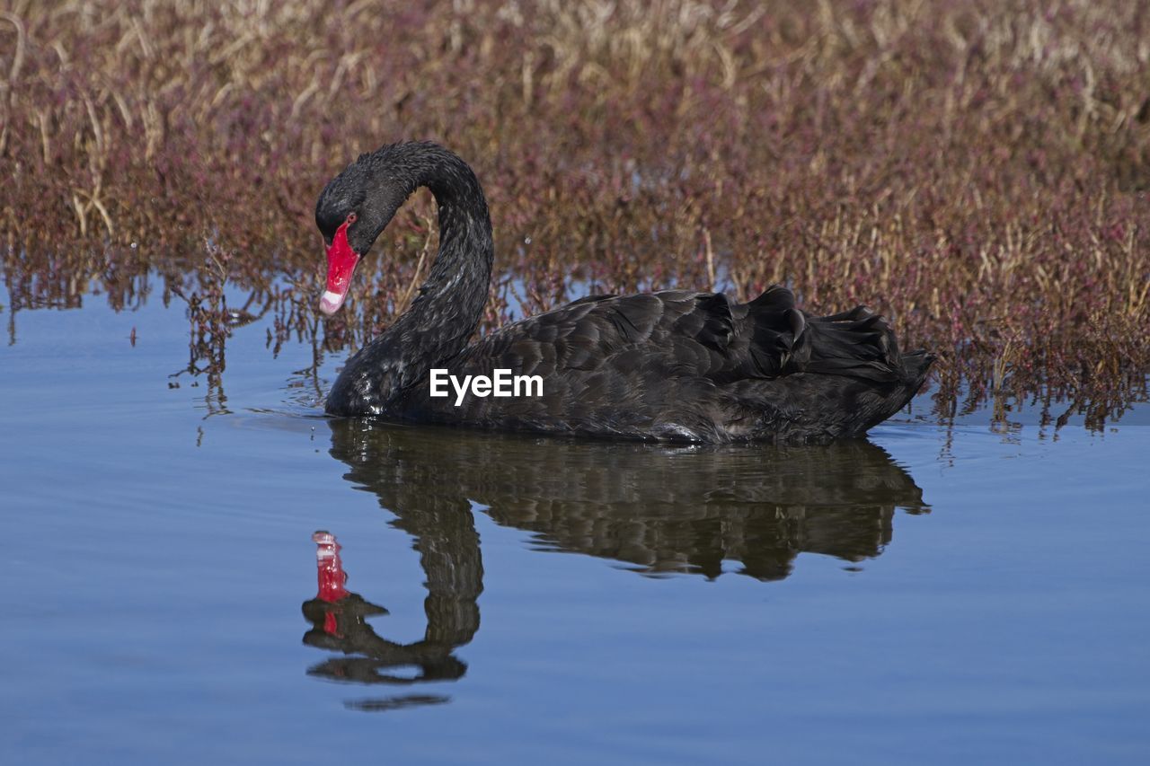 The black swan