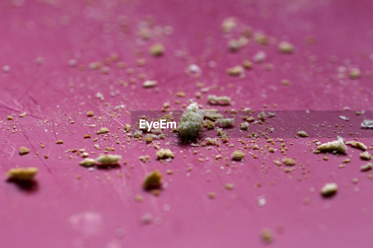 CLOSE-UP OF FLY ON PINK FLOWER