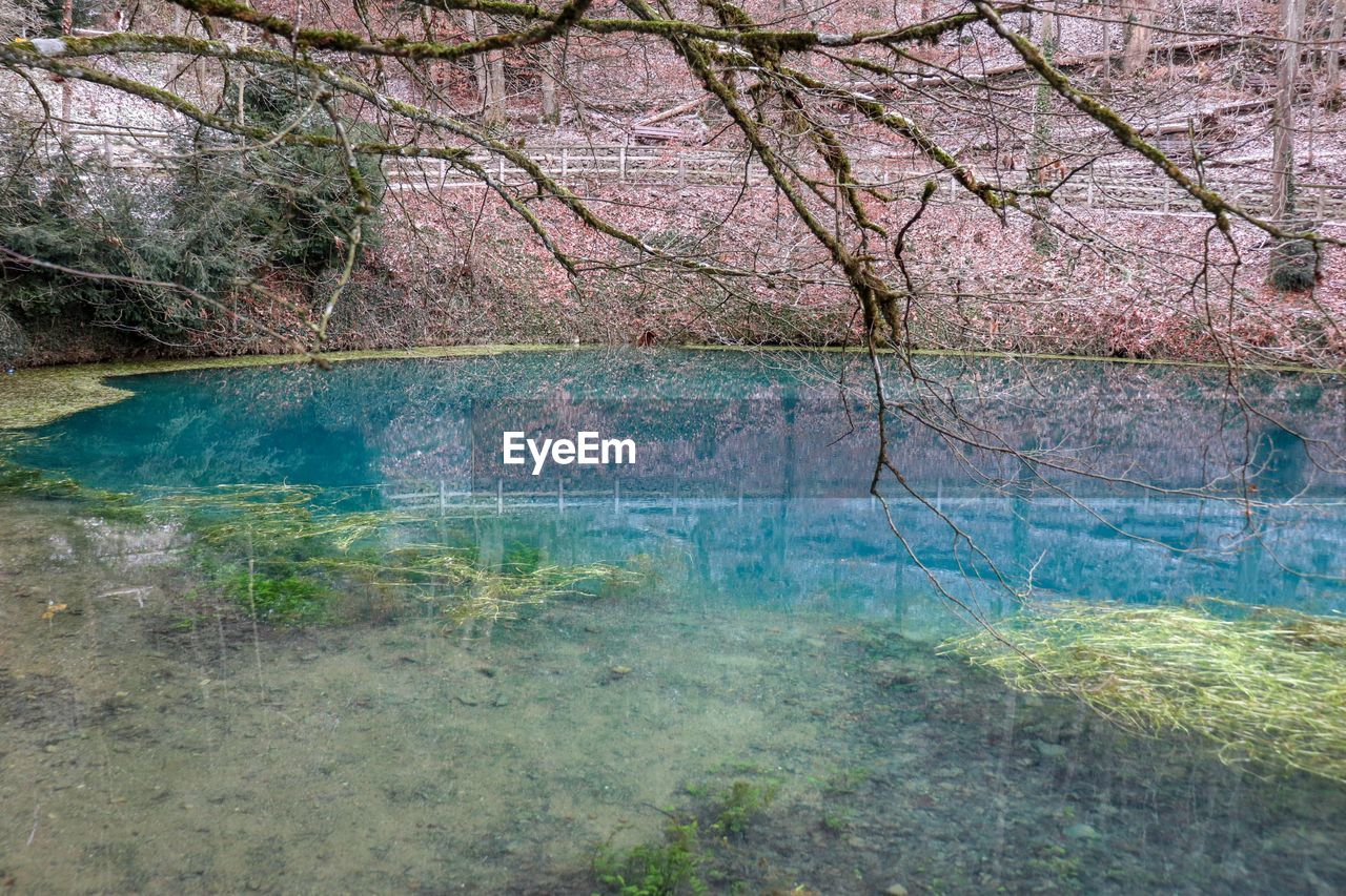 SCENIC VIEW OF LAKE BY TREES