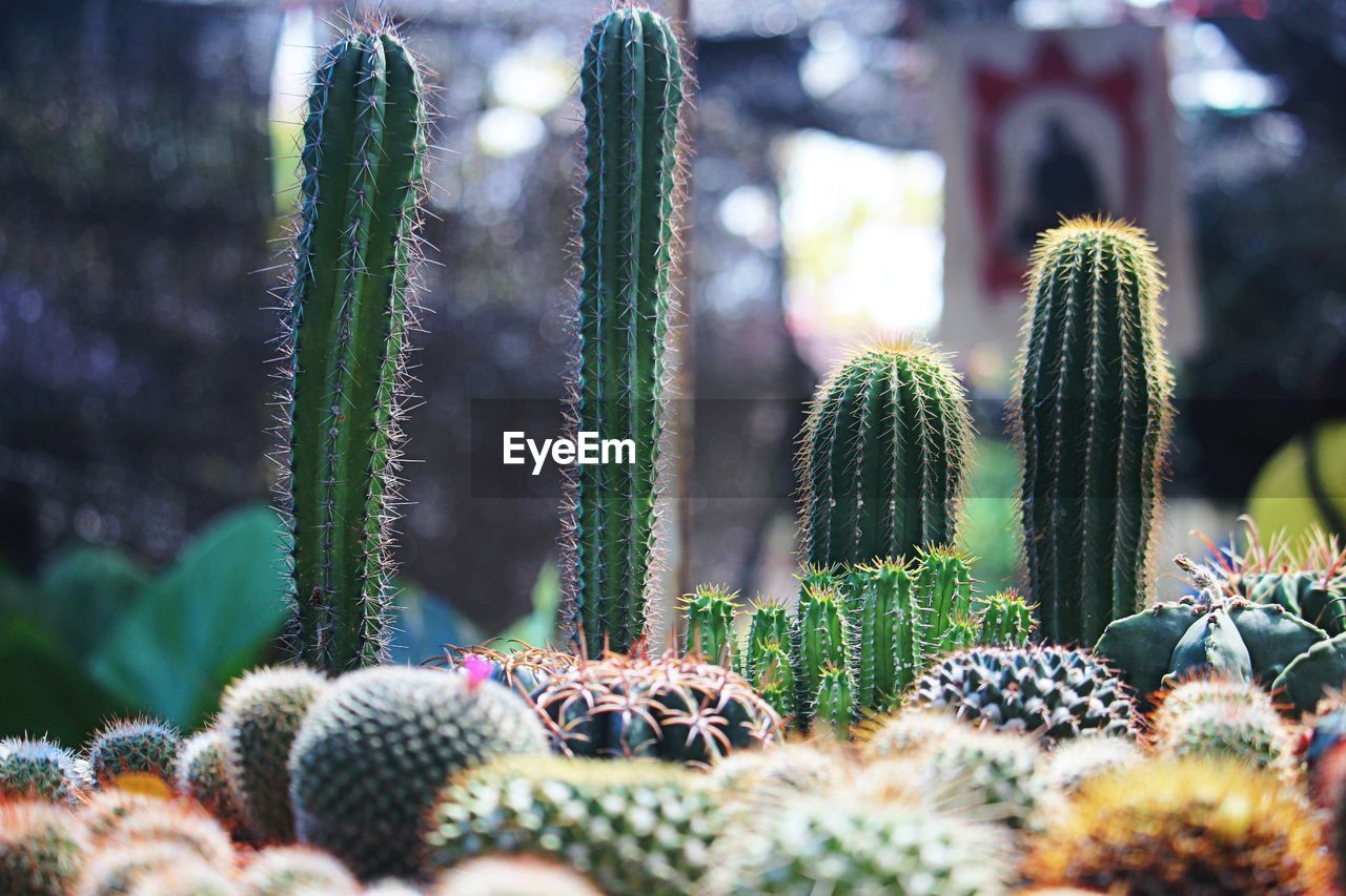 Close-up of cactus plant