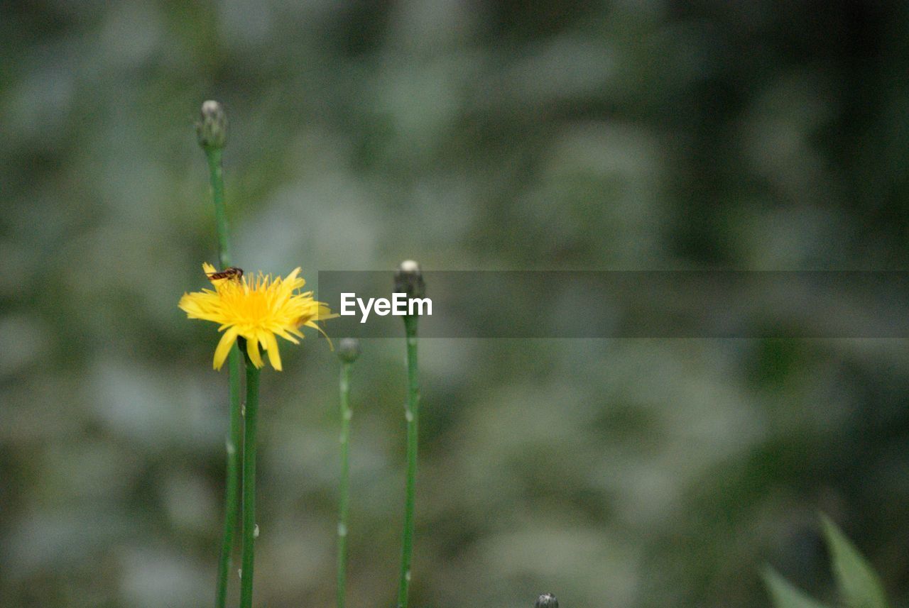 CLOSE-UP OF YELLOW FLOWERING PLANTS