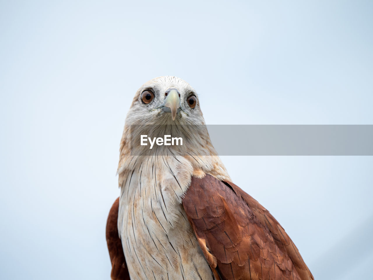 LOW ANGLE VIEW OF EAGLE PERCHING ON A TREE