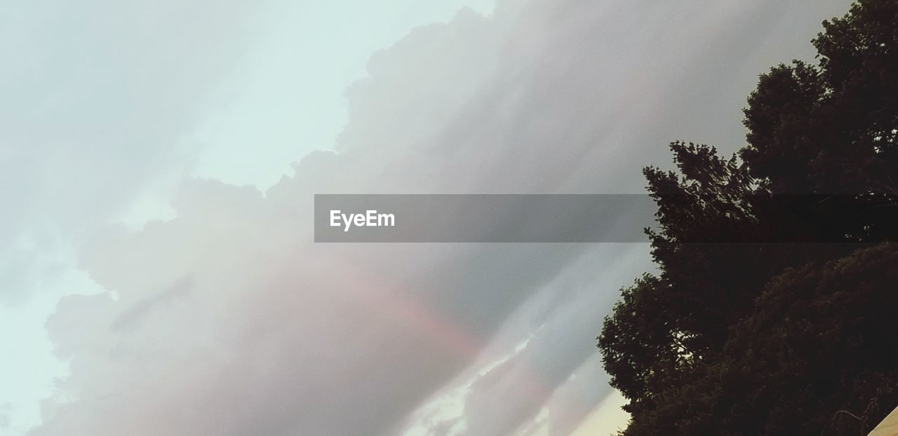 LOW ANGLE VIEW OF TREES AND RAINBOW AGAINST SKY