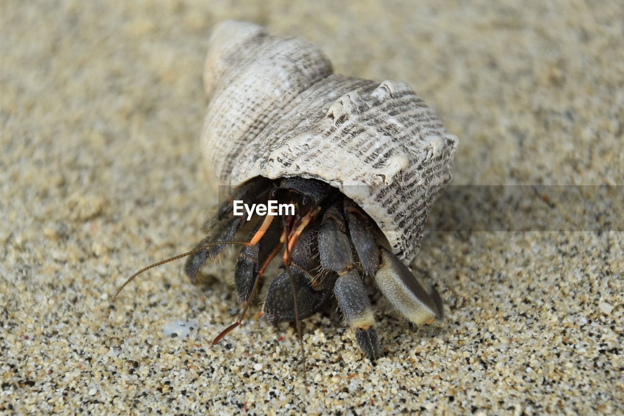 CLOSE-UP OF CRAB ON SAND