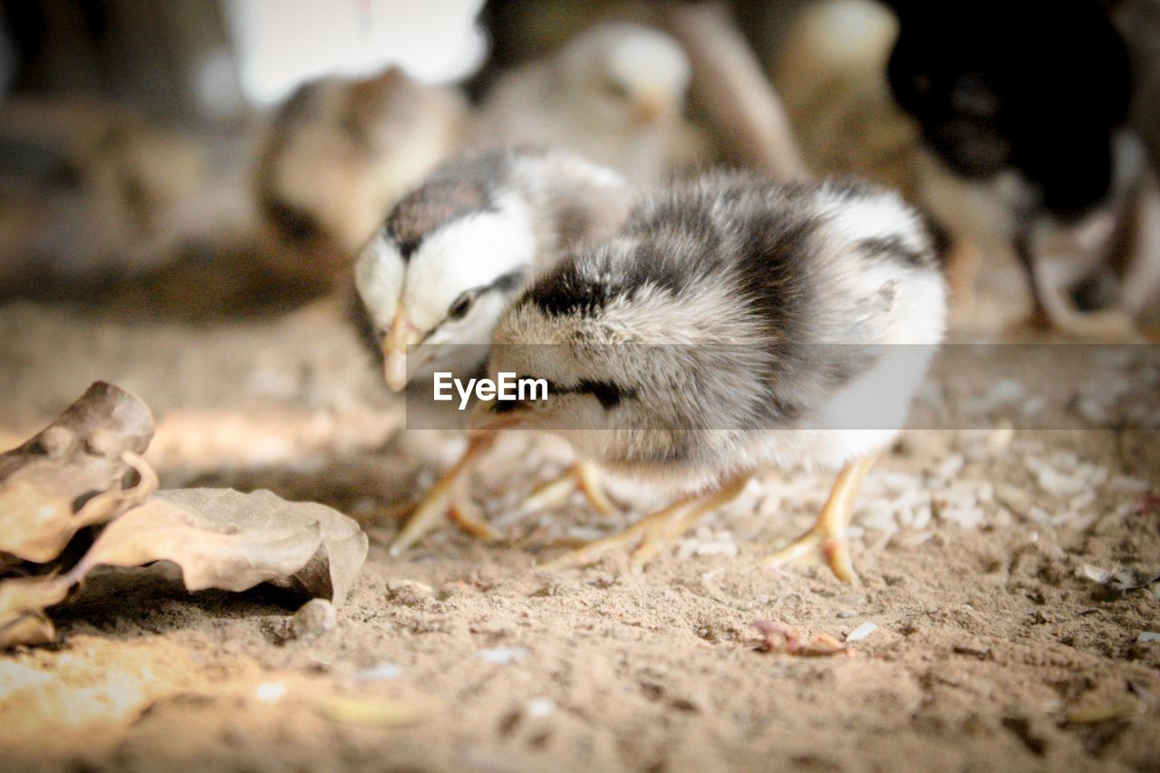 Close-up of a bird on field