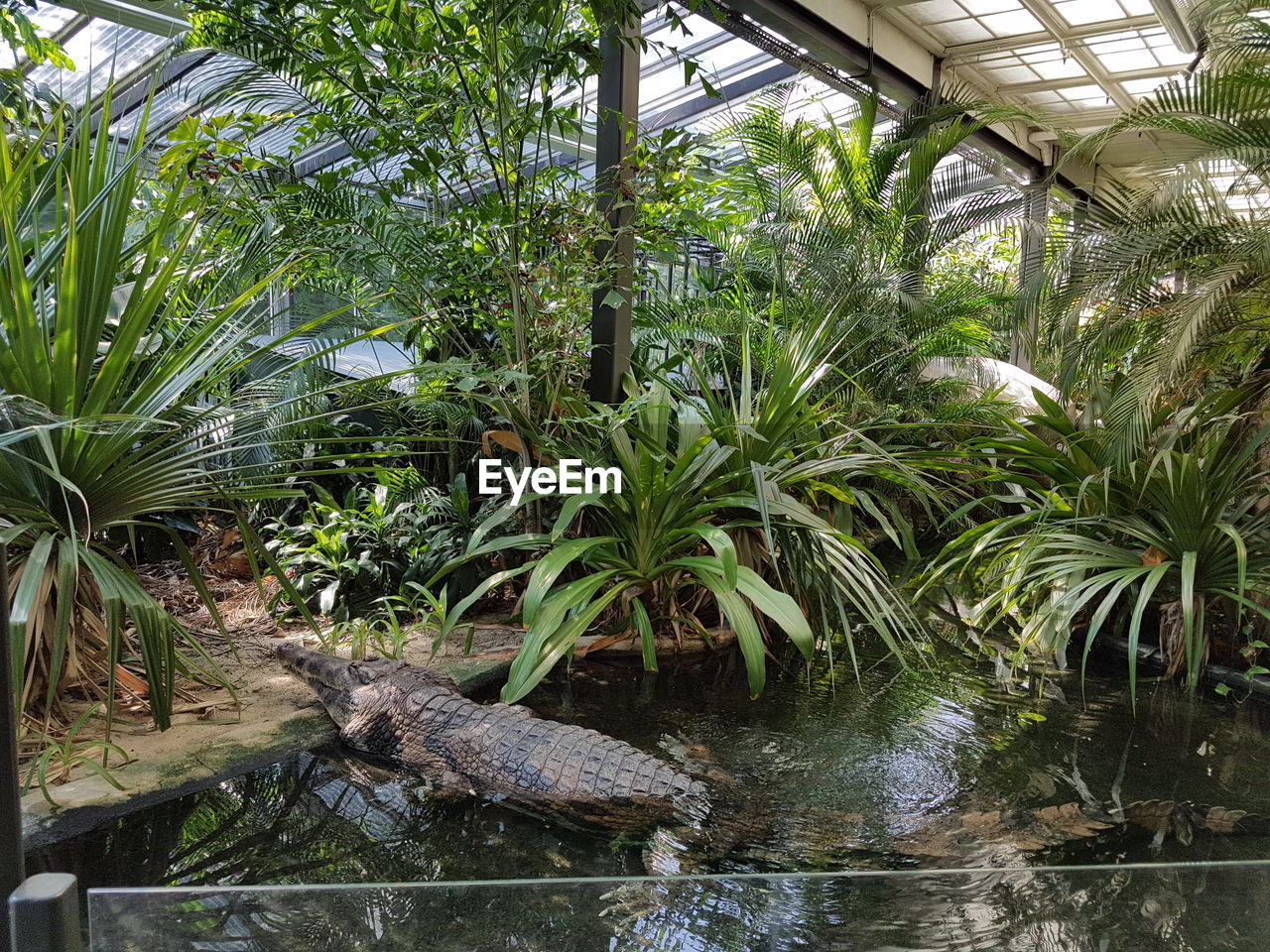 View of crocodile amid plants in zoo