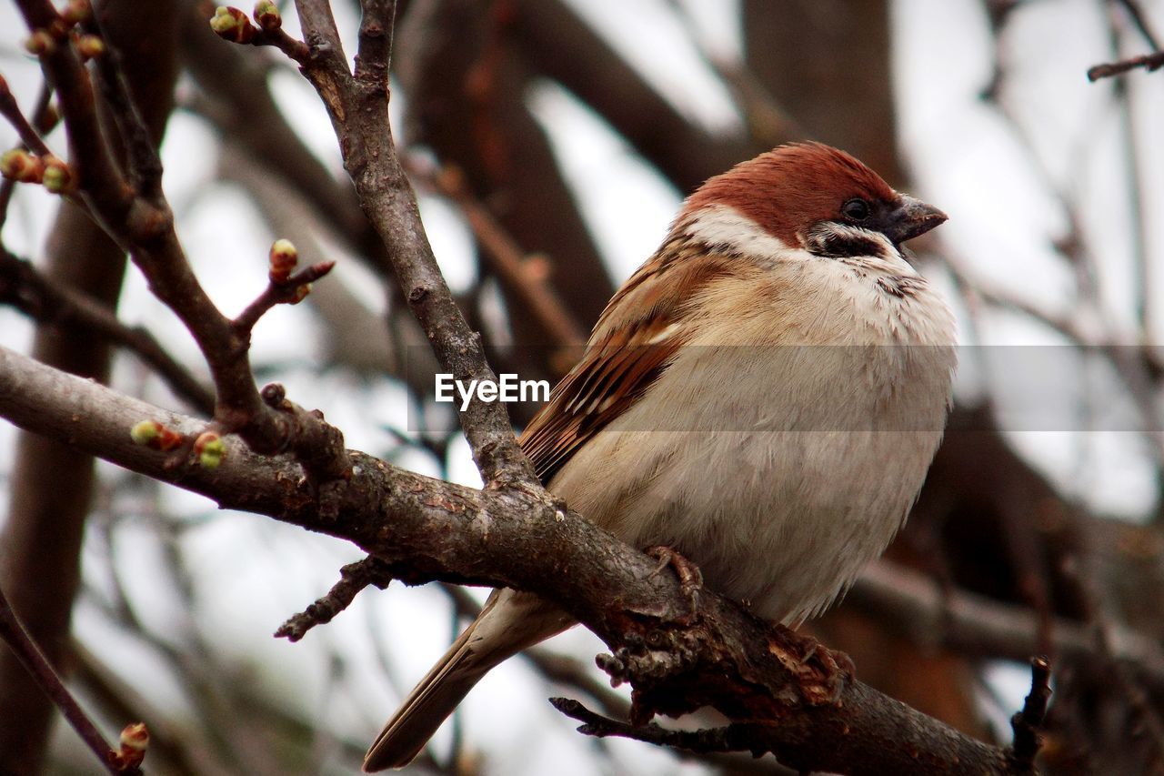Close-up of bird perching on branch