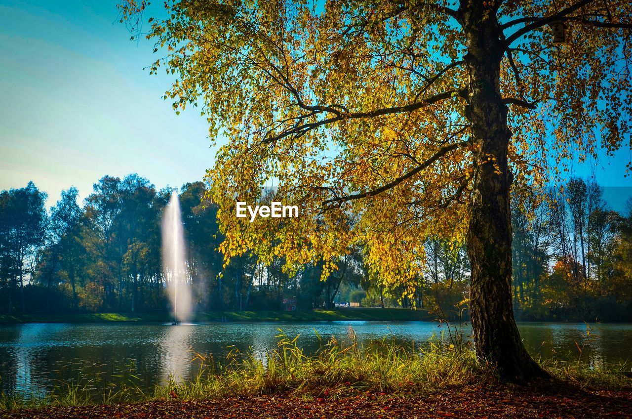 Scenic view of river amidst trees