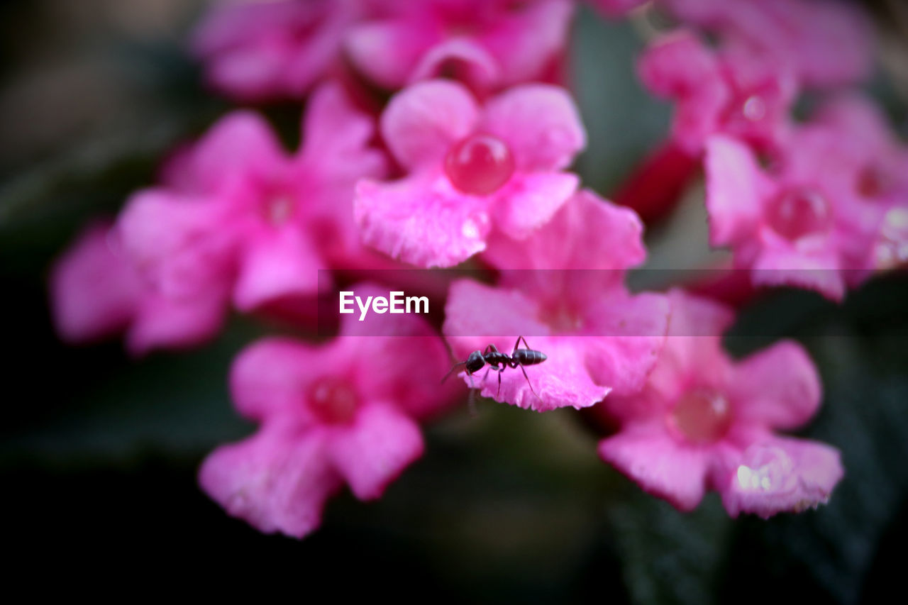 flower, flowering plant, plant, pink, beauty in nature, freshness, petal, close-up, fragility, flower head, blossom, nature, inflorescence, macro photography, growth, no people, focus on foreground, selective focus, springtime, outdoors, animal wildlife, animal, animal themes, day, shrub, insect