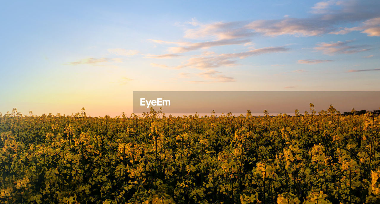 Scenic view of oilseed rape field against sky