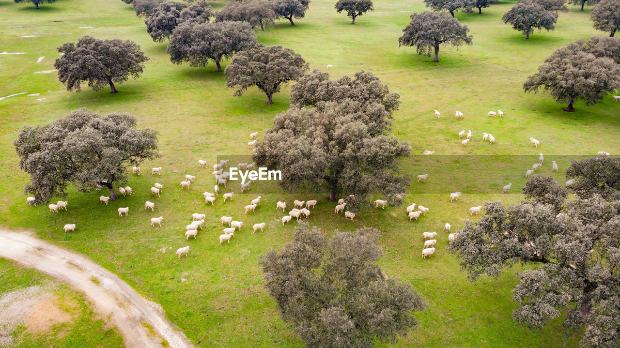 HIGH ANGLE VIEW OF SHEEP ON LAND