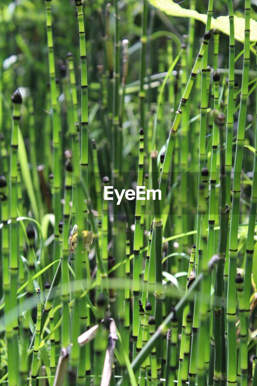 Close-up of bamboo on plants