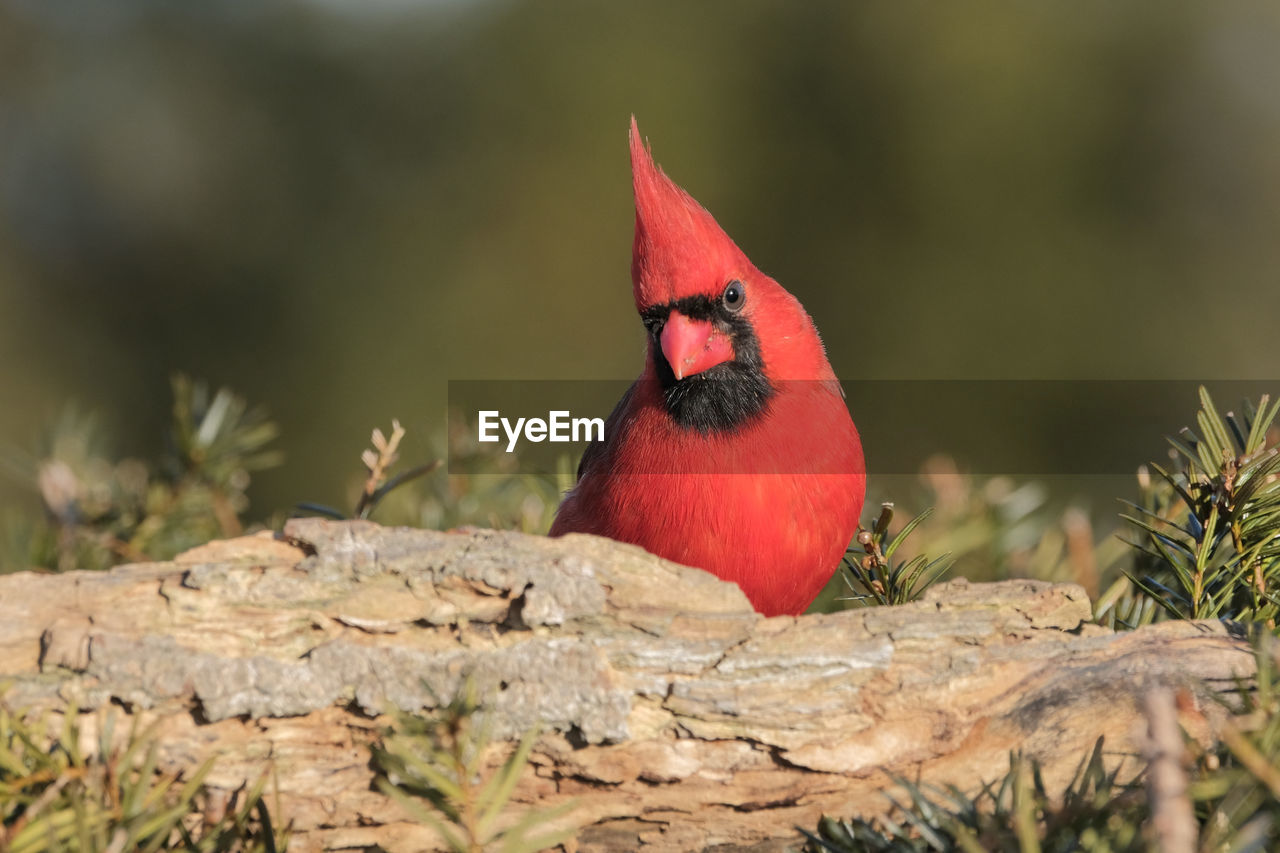 Northern cardinal