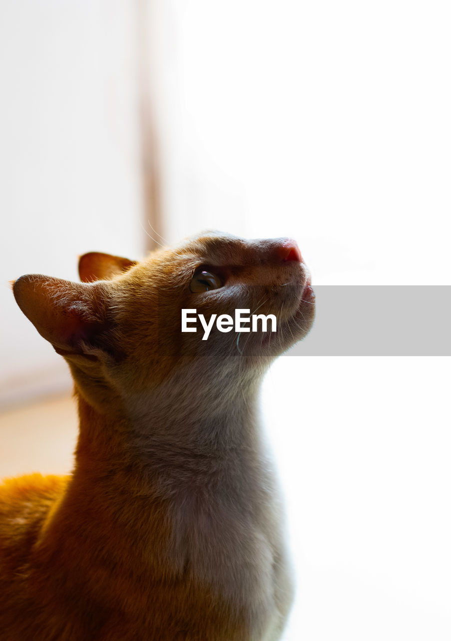 CLOSE-UP OF A CAT OVER WHITE BACKGROUND