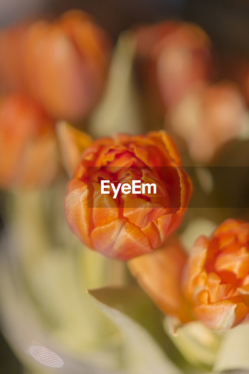 Close-up of orange rose flower