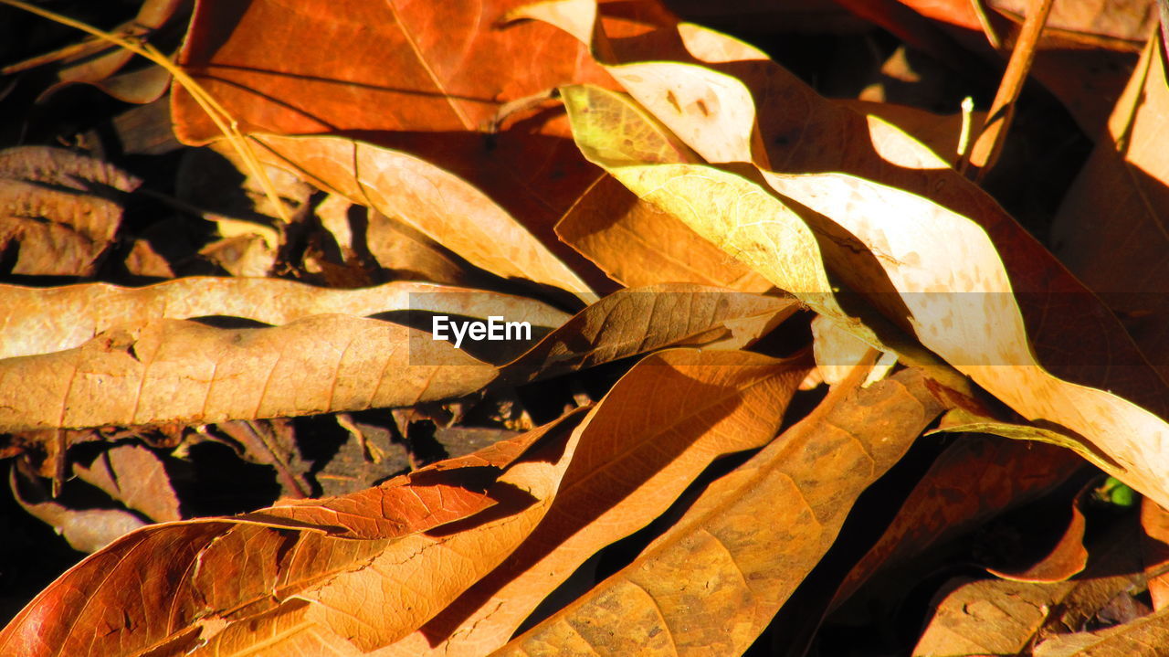 Close-up of dry leaves on tree trunk