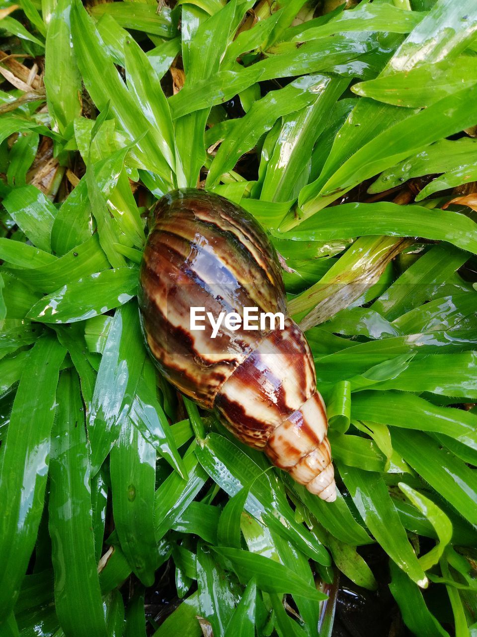 Close-up of snail on plant