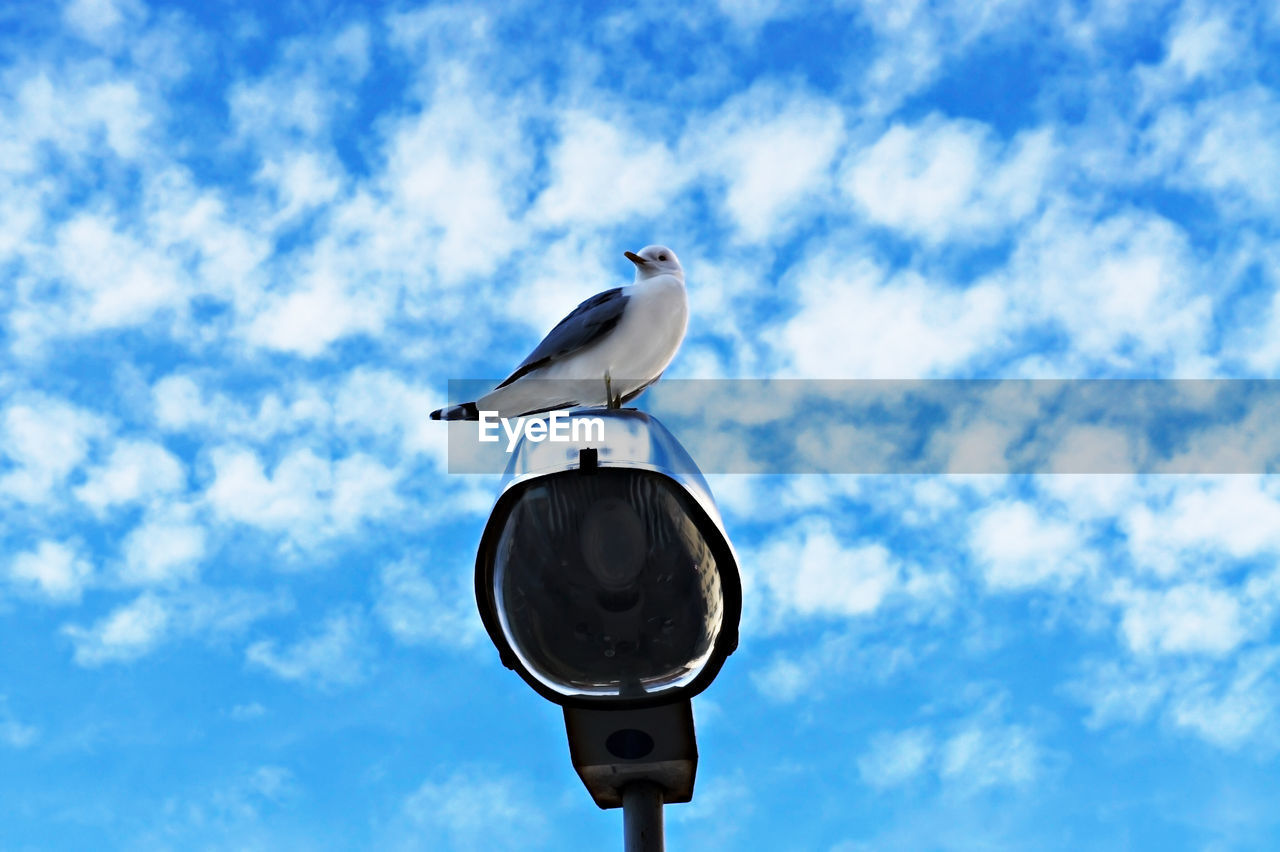 Bird seagull sitting on a lamppost against a blue cloudy sky, common gull, larus canus