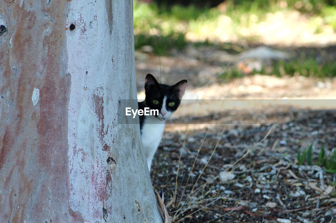 PORTRAIT OF CAT ON FIELD BY LAND