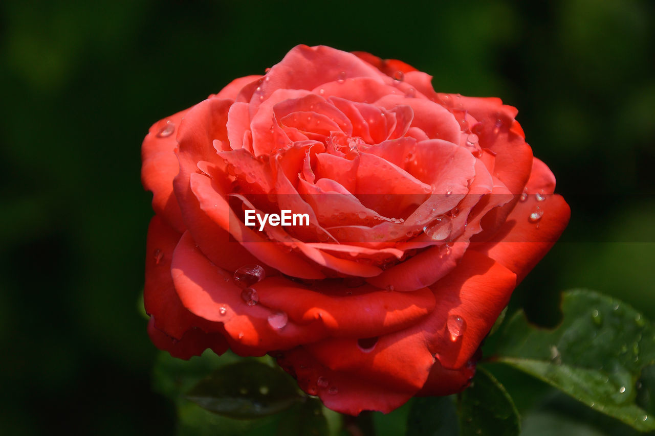 CLOSE-UP OF WET RED ROSE IN PLANT