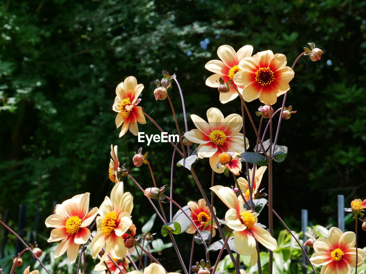 Close-up of yellow clematis flowers