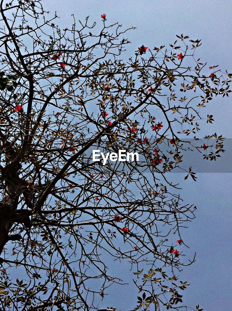 CLOSE-UP LOW ANGLE VIEW OF TREE AGAINST SKY