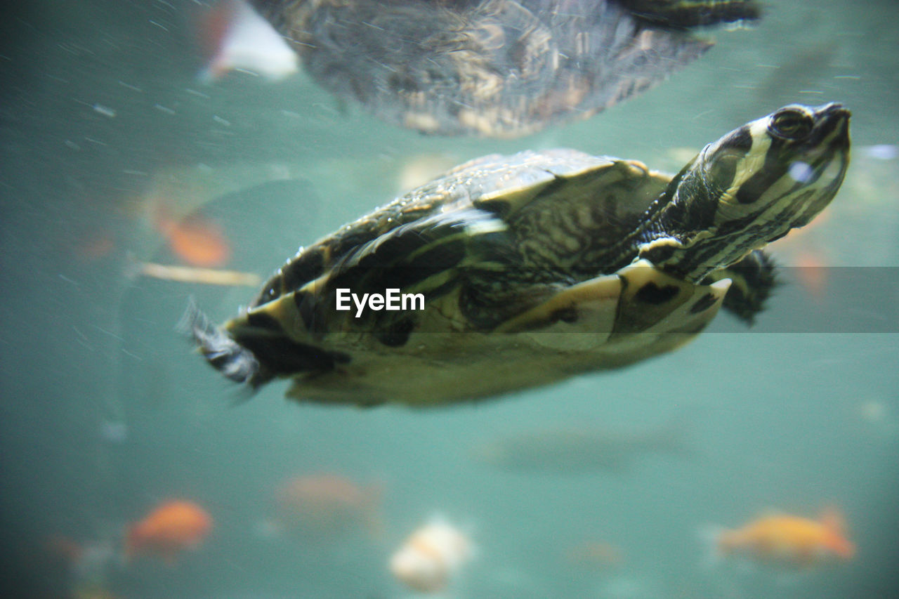 Freshwater sea little turtle swims underwater in the waves in the ocean