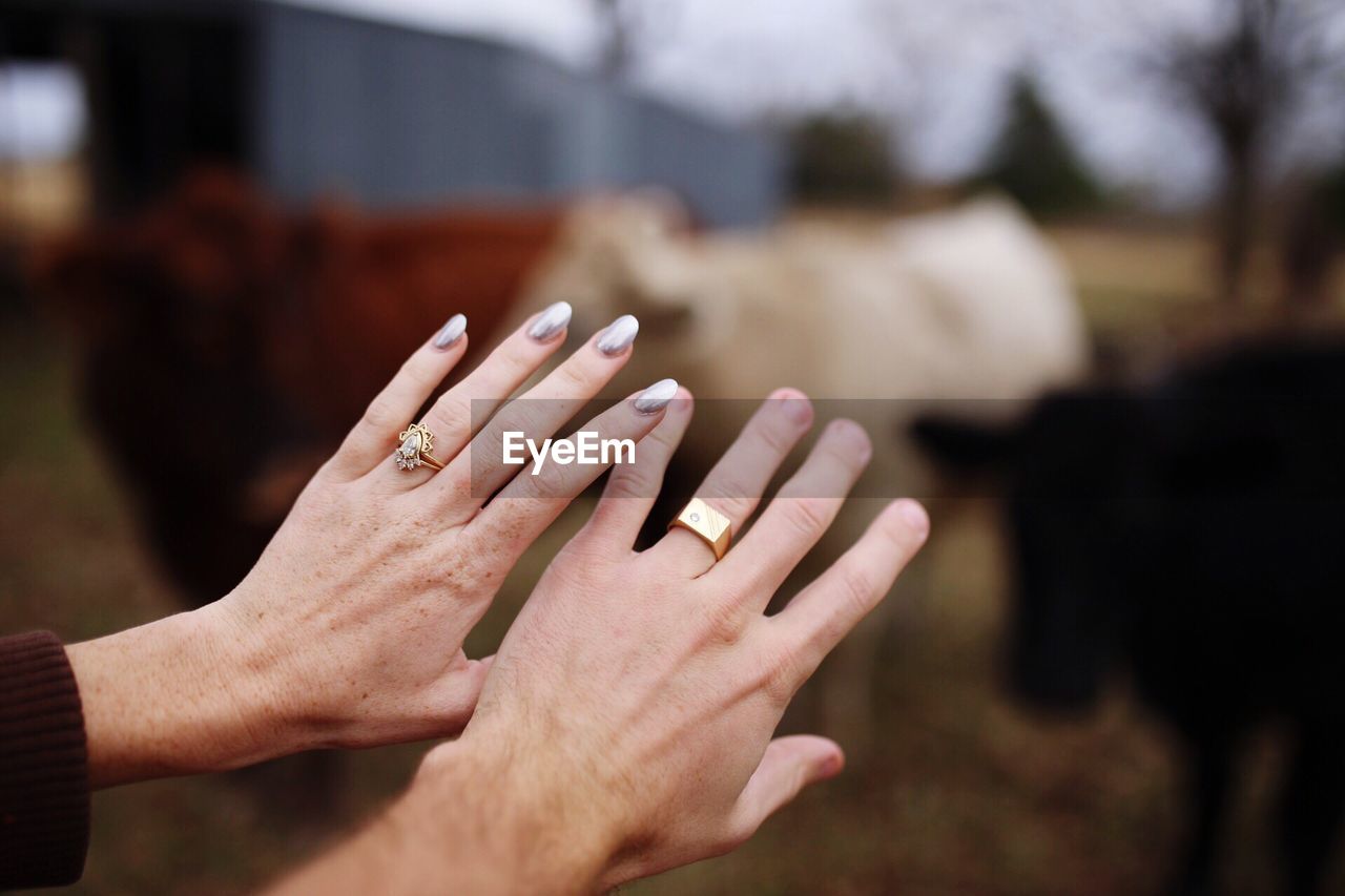 Cropped hands of couple with rings against cows