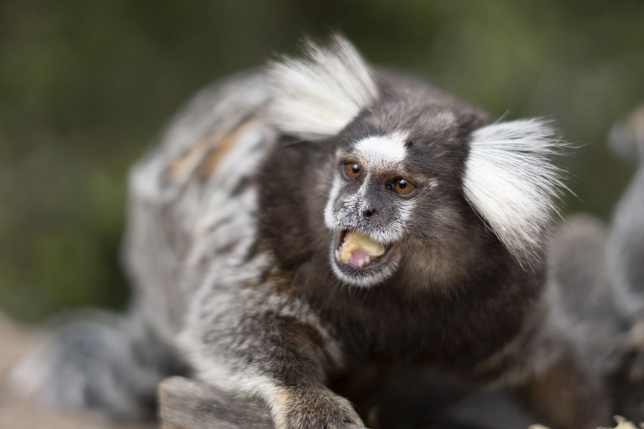 CLOSE-UP OF A MONKEY