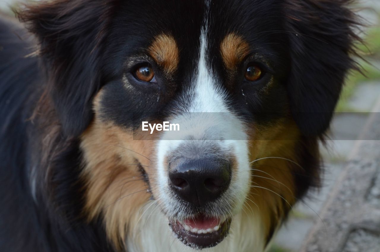 one animal, pet, animal themes, dog, canine, animal, mammal, domestic animals, portrait, looking at camera, animal body part, border collie, animal head, close-up, carnivore, no people, focus on foreground, black, animal eye, day, eye