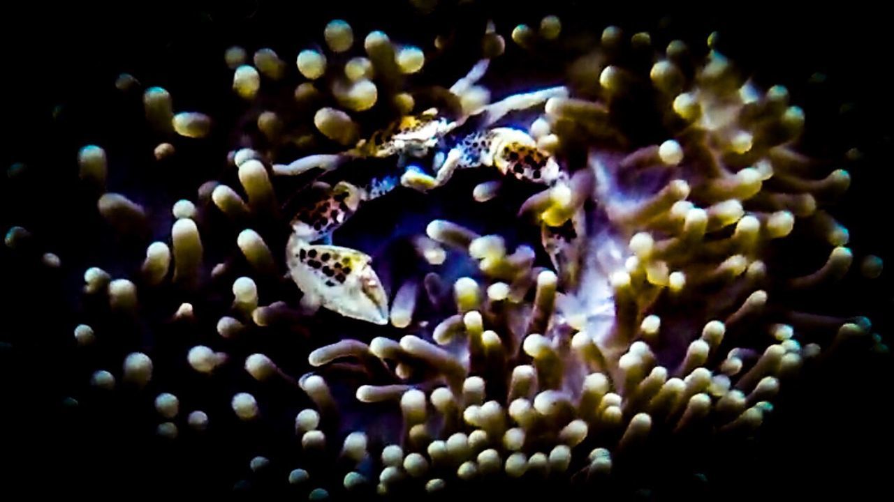 CLOSE-UP OF JELLYFISH SWIMMING IN SEA AT AQUARIUM