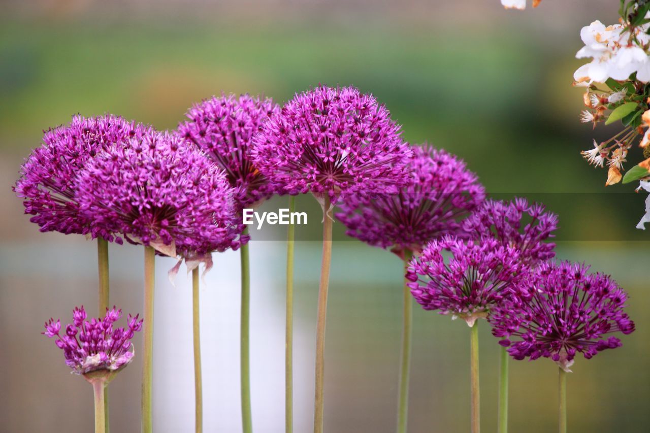 CLOSE-UP OF PURPLE FLOWERS