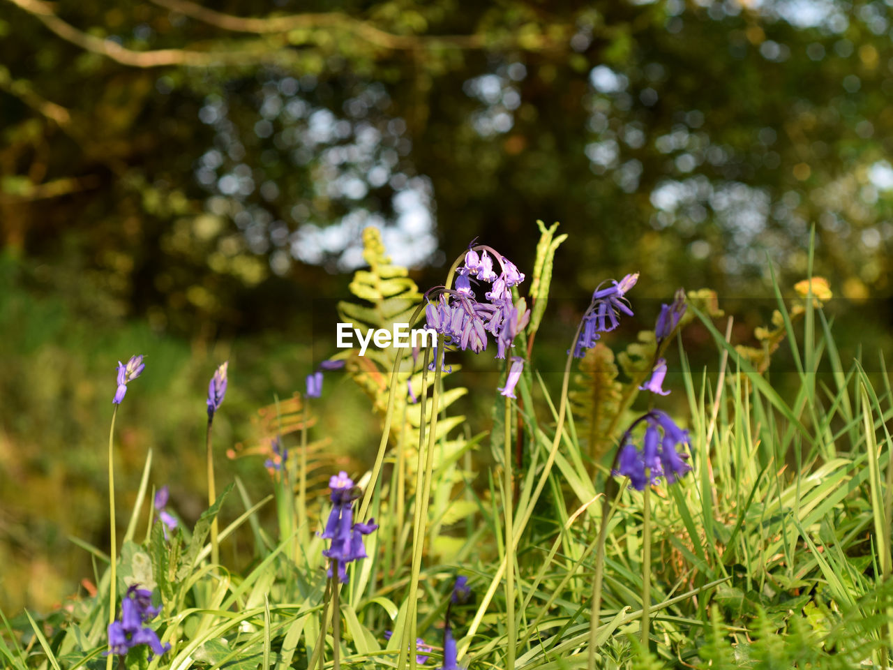 PURPLE FLOWERING PLANTS ON FIELD