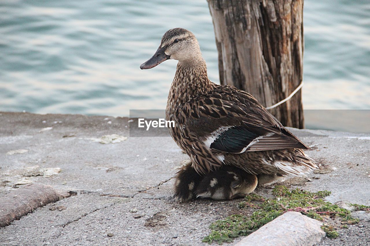 Mallard duck with ducklings on lakeshore