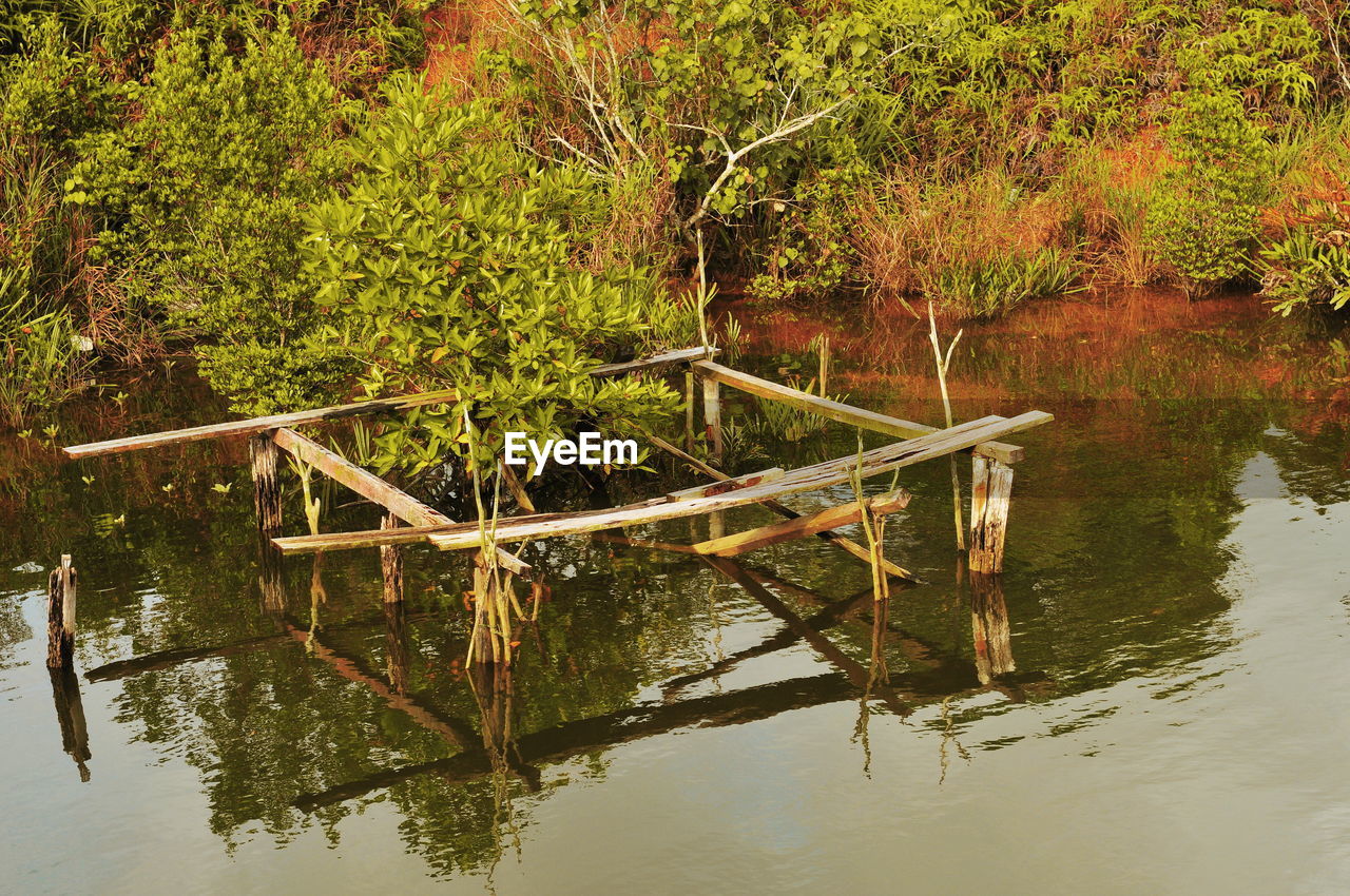 Scenic view of lake in forest