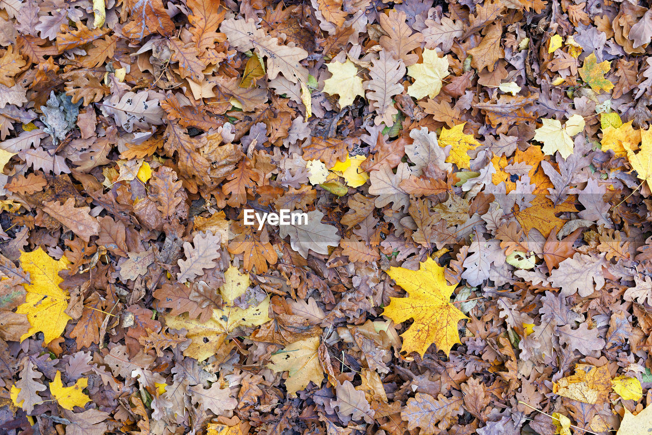 autumn, leaf, plant part, leaves, yellow, full frame, tree, dry, backgrounds, day, falling, abundance, nature, no people, high angle view, plant, natural condition, outdoors, land, field, pattern, soil, branch, maple leaf, fragility, large group of objects, beauty in nature, directly above, orange color, close-up