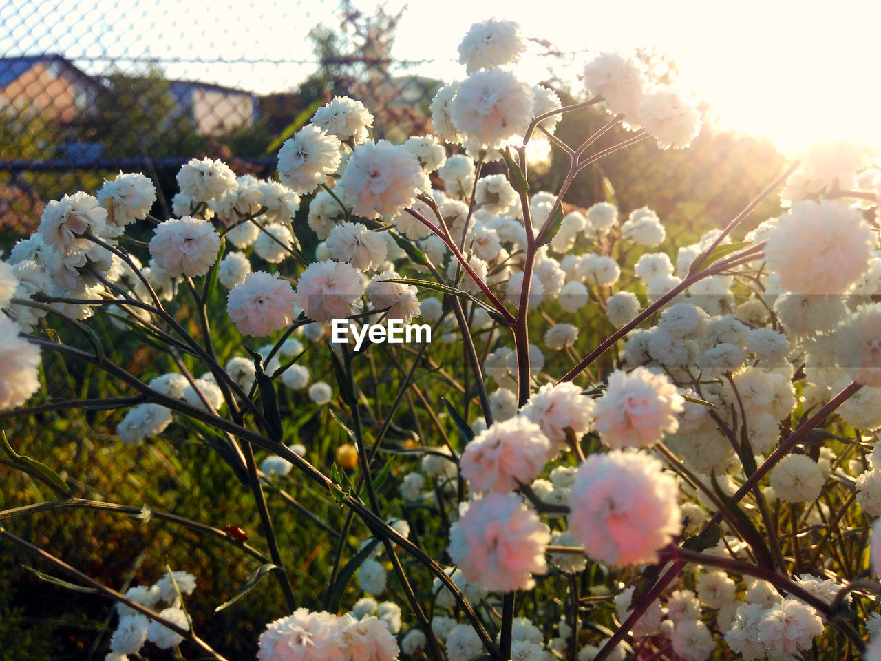 CLOSE-UP OF FRESH PINK FLOWERS BLOOMING IN TREE