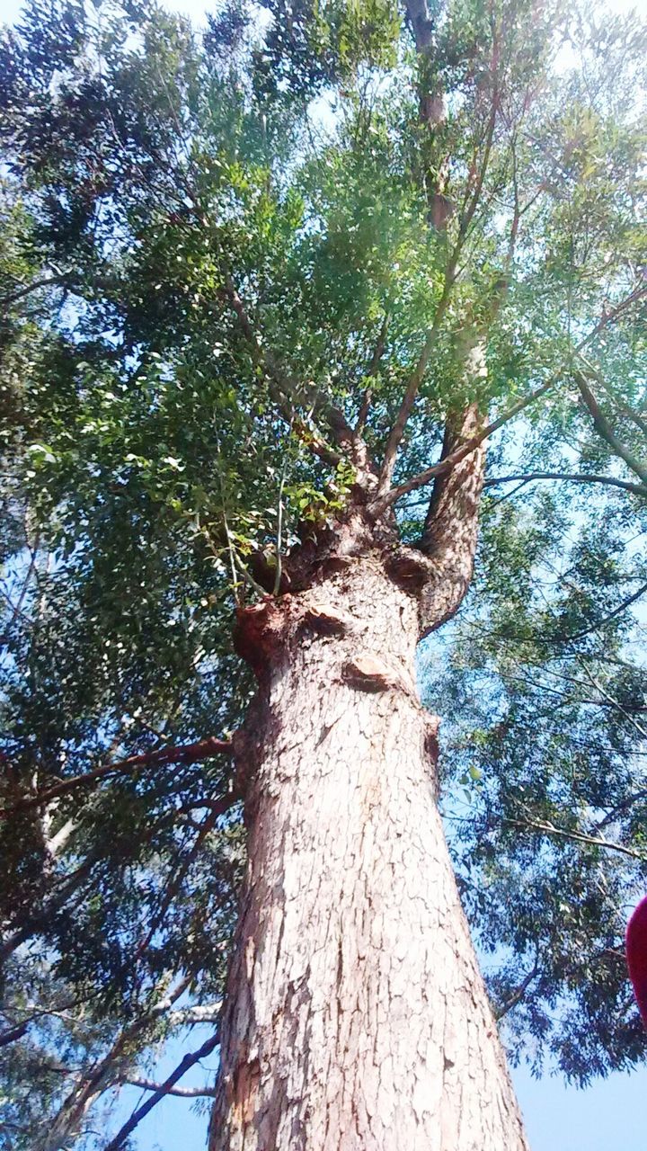 LOW ANGLE VIEW OF TREES AGAINST SKY